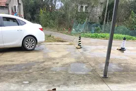 狗狗的灵性图片