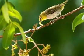 绣眼鸟是我国四大鸣鸟之一，特点很鲜明！图片
