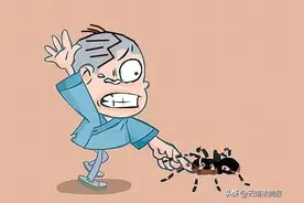 15岁男孩被宠物毒蜘蛛咬伤险丧命 国家重点保护野生动物禁止买卖，饲养者缺乏专业知识或触犯法律图片