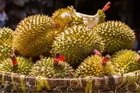 榴莲价格大涨，越南农民弃水稻种榴莲，怕是忘了1毛钱1斤的火龙果图片