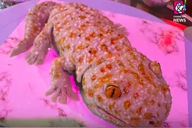 新品来袭！泰国“大壁虎”蛋糕走红网络图片