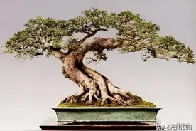 新手养护朴树盆景，需要注意什么？做好这几点，少走弯路！图片