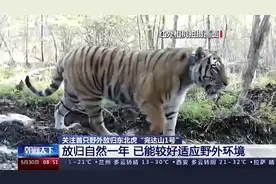 放归野外一年，东北虎“完达山1号”现在情况如何了？图片