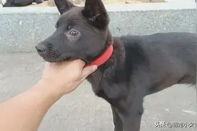 狗狗吃了以下食物活不过24小时。图片