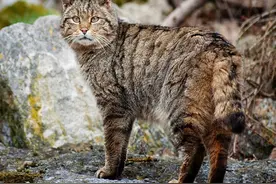 澳洲野猫泛滥，人类如果不阻止，最终能进化成老虎一样的猛兽吗？图片