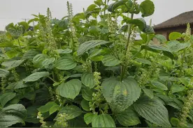 紫苏全株是宝，种植方法简单经济效益高，为啥农民不爱种植？图片