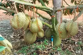 榴莲在国内到底能不能种植？榴莲很好吃，价格为什么这么贵？图片