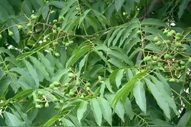 1种“天然祛斑果”，形似龙眼，村里老人喜欢摘，用途堪比洗面奶图片