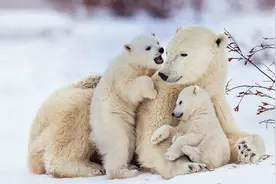 看那些千奇百怪的动物宝宝！图片