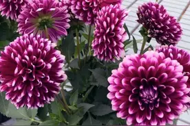 色彩艳丽的大丽花盆栽，这样养，一次开花大半年！图片