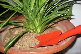 花盆里见到这些“玩意”，不要多想，是“翻盆、换土”的信号图片