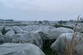 柑橘盖膜防寒的误区，一个比喻也许就能说清楚图片