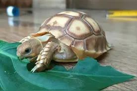 12年男子捡到"只吃菜的乌龟"，养了7年发觉异样，警方将乌龟带走图片