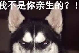 我家狗，以为是我亲生的，早就忘记自己是狗了图片