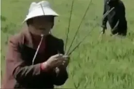 麦田连续四年被插钢条搞破坏 农户夫妻夜夜蹲守上演乡村版钟馗捉鬼图片