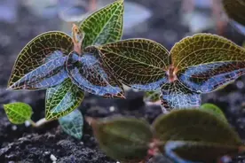 金线莲为什么叫“鸟人参”和“金不换”，它的食用价值与食用方法图片