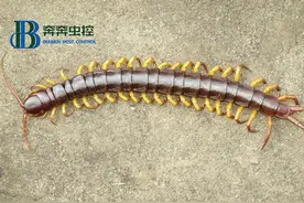 蜈蚣打死一只真的会引来很多吗？图片