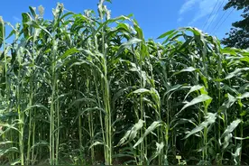 养牛羊种的高产牧草，一亩能产30000斤鲜草，甜高粱春夏季都能种图片