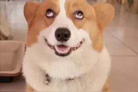 为啥柯基讨人厌，这几点很真实，怪不得养过的人都怕了图片