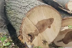 30张活久未见的照片，树头内出现鱼儿图案，重达750公斤的南瓜图片