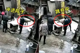 农村过年杀年猪，得知要被杀后竟投井自尽，网友：有骨气宁死不屈图片