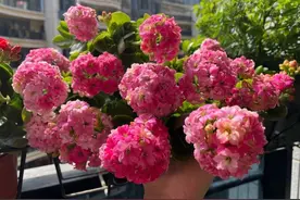 长寿花开完了之后如何养？做好这2点，长成霸气老桩，来年变花树图片