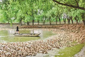 22年前，浙江10万“鸭兵”去新疆消灭蝗虫，最终战果如何？图片