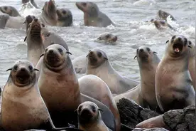 澳大利亚十大泛滥物种，百亿只野兔，澳洲政府花150年都搞不定图片