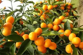 家种一棵金桔，寓意财源广进，不仅好看还好吃图片