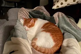 钟南山院士也推荐“养猫”，原来是有这十个好处！图片