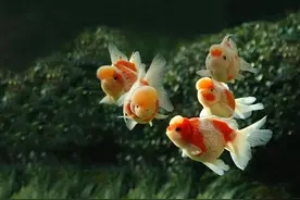 金鱼也是鱼，手把手教你夏季野外池塘钓金鱼图片