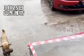 狗狗冒雨将孩子送给邻居，一共叼了7只幼崽：狗来富呀图片