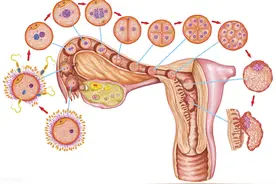 受精卵顺利着床后，女性会有这5个神奇变化，希望你也有图片