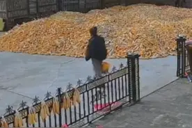 东北老虎进村最新后续：被咬农民大爷伤势严重，老虎进村原因曝光图片