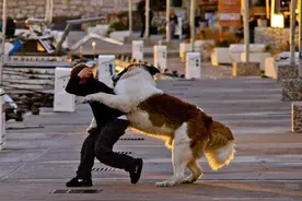 科普：孩子被狗咬了，家长要牢记这三个紧急处理方法图片