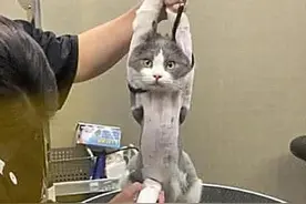 不要再夸大猫咪绝育的好处，缺点也不少，考虑好再决定图片