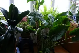 自制3种“酸水”，隔7天给花“灌一点”，叶子油旺，养啥都爆盆图片