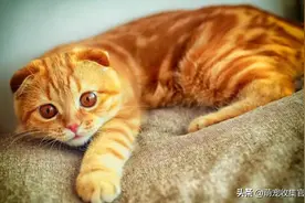 猫咪的记忆力差吗？图片