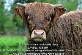 逃避是大脑对未知恐惧本能的保护，你不是唯一在痛苦中挣扎的人图片