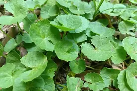 酷似铜钱草，民间俗称“老虎草”，既可食用还可入药，你认识吗？图片