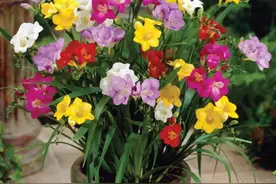 好看浓香的香雪兰，这样种不倒伏，开花多图片