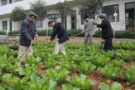 “粪水浇菜”延续千年！有人却说用粪水浇种的蔬菜不能吃?真的吗?图片