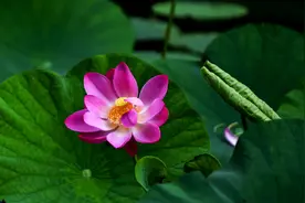 「诗词鉴赏」小荷才露尖尖角，有关荷花的诗词，唯美了整个夏天图片