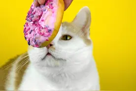 科学 | 猫为什么不能吃甜食？图片
