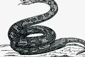 民间故事：稳婆夜里被吵醒，见大蛇敲门求助,她一念之仁救了自己图片