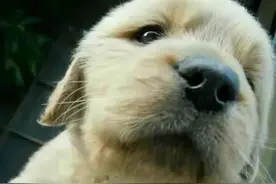 东北往事｜一条叫大头的金毛犬（连载10）图片