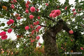 杀菌剂苯醚甲环唑的使用及注意事项图片