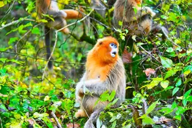 “金丝猴很优雅，不抢东西”！同样是猴，为啥猕猴却成泼猴？图片