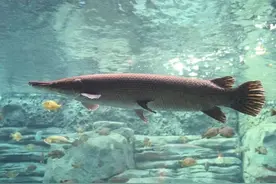 开局小鱼苗，放生后长成史前巨兽 | 鳄雀鳝有多可怕？图片