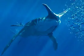 《阿凡达2》四大最强海底猛兽揭秘，体型达到哥斯拉泰坦级别图片